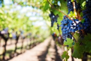 purple grapes on a vine